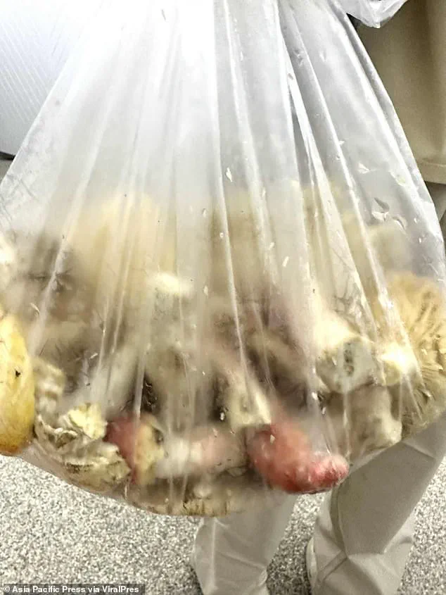 Tragic Mushroom Poisoning in Thai Village Sparks Foraging Caution