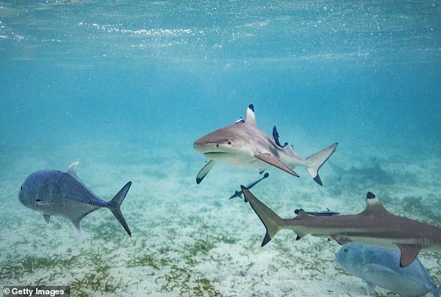 Miraculous Survival: 8-Year-Old Boy Rescued by Sister After Shark Attack in Florida