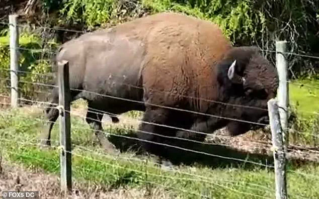 Shock and Tragedy as 83-Year-Old Maryland Farmer Severely Injured by Beloved Buffalo Dozer