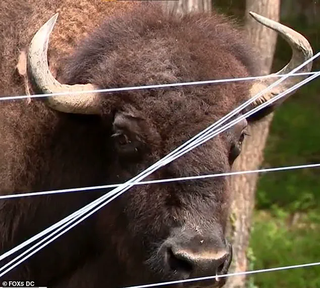 Shock and Tragedy as 83-Year-Old Maryland Farmer Severely Injured by Beloved Buffalo Dozer