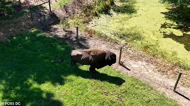 Shock and Tragedy as 83-Year-Old Maryland Farmer Severely Injured by Beloved Buffalo Dozer