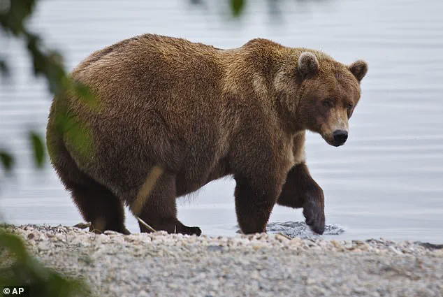 Exclusive Insights: The Survival Secrets of Katmai's Hibernating Bears