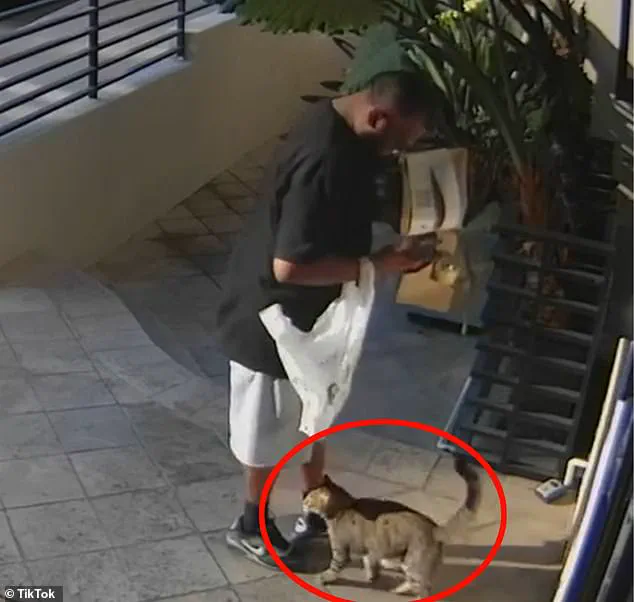 Alleged Theft of Cat Floki by Food Delivery Driver Caught on Surveillance, KABC Reports