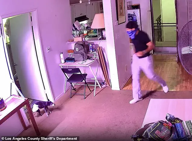 Alleged Theft of Cat Floki by Food Delivery Driver Caught on Surveillance, KABC Reports