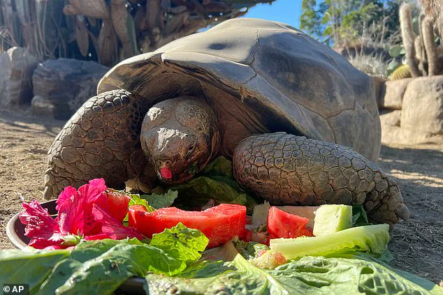 Gramma the Galapagos Tortoise, San Diego Zoo Icon, Passes Away at 141 After Battle with Age-Related Condition
