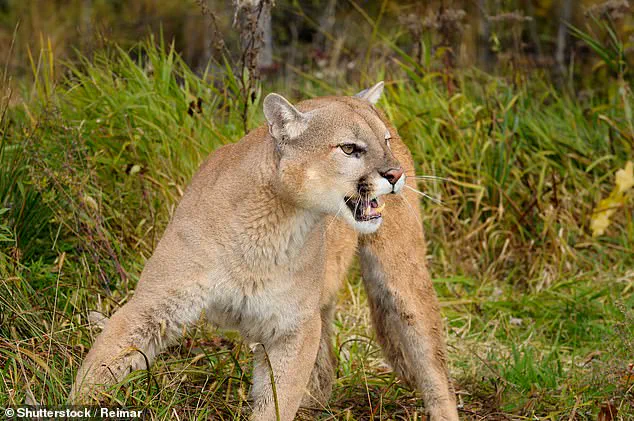 Late-Breaking: Woman Found Mauled to Death by Mountain Lion in Colorado Mountain Region on New Year's Day