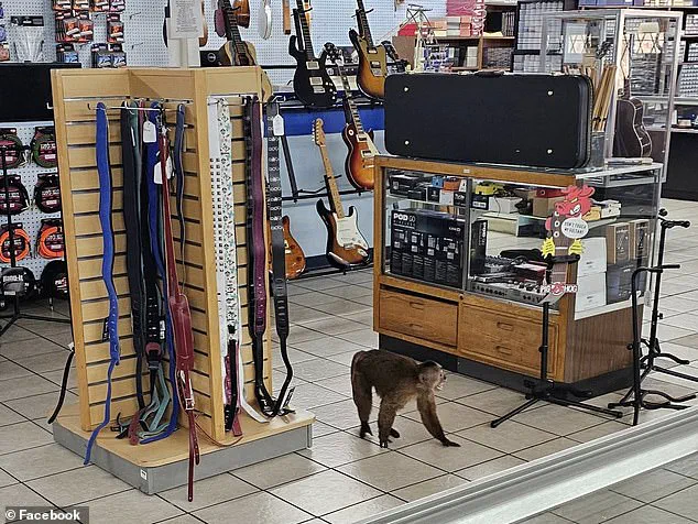 Cinnamon Capuchin Monkey Causes Havoc at Tennessee Store; Employees and Customers in Shock as Local Resident Helps Capture Feral Primate