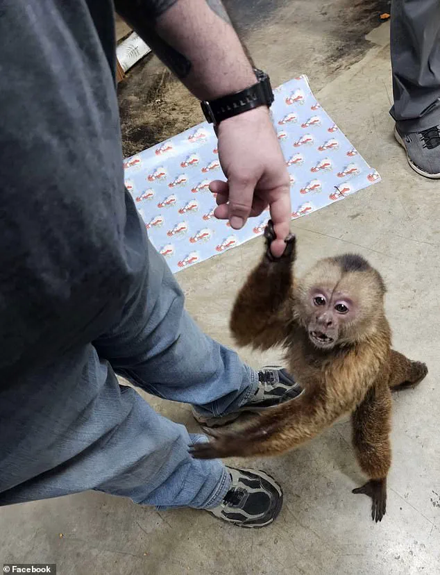 Cinnamon Capuchin Monkey Causes Havoc at Tennessee Store; Employees and Customers in Shock as Local Resident Helps Capture Feral Primate