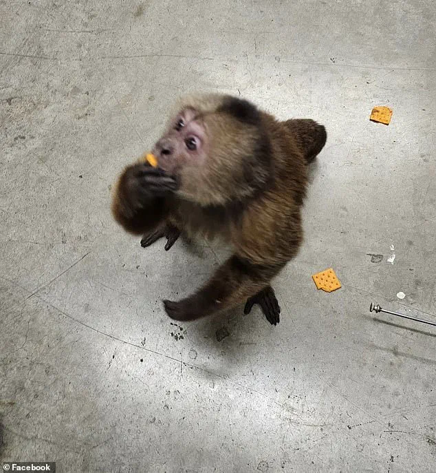 Cinnamon Capuchin Monkey Causes Havoc at Tennessee Store; Employees and Customers in Shock as Local Resident Helps Capture Feral Primate