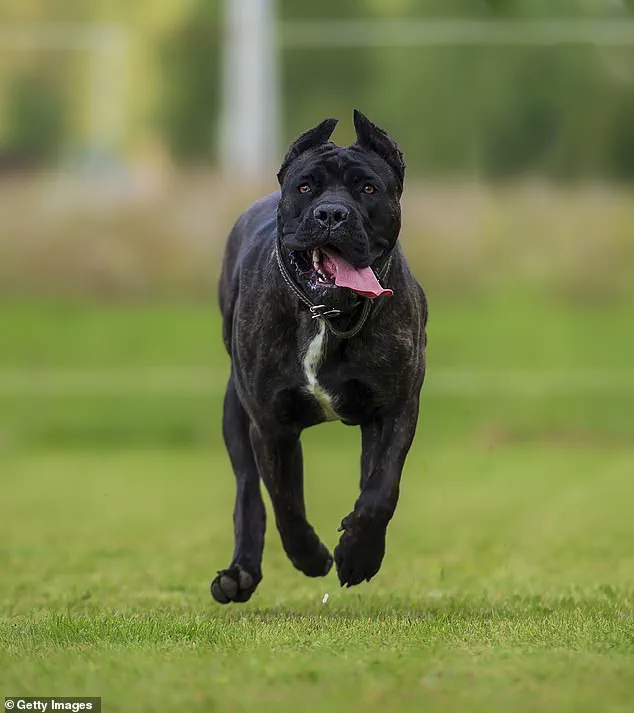 Tragic Death of 13-Year-Old Drew Nickerson Sparks Community Debate on Pet Ownership and Neighborhood Safety Amid Animal Attack Incident