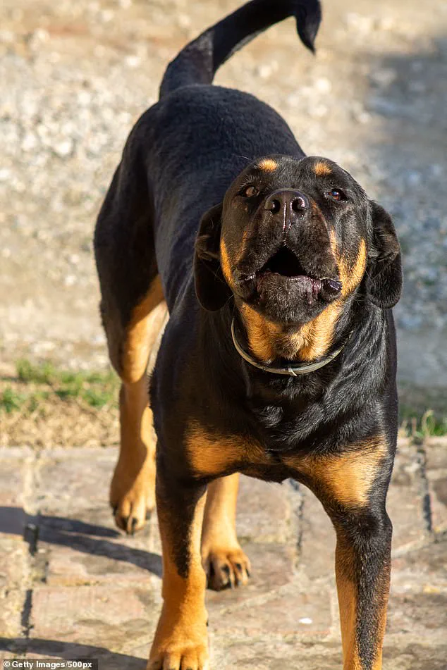 Tragic Death of 13-Year-Old Drew Nickerson Sparks Community Debate on Pet Ownership and Neighborhood Safety Amid Animal Attack Incident