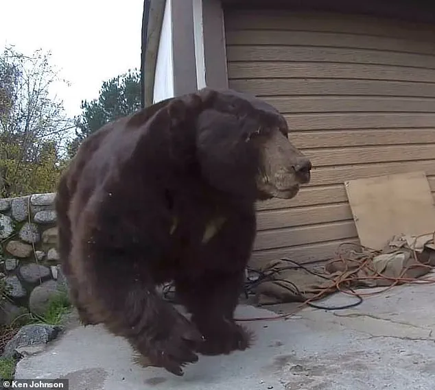 California Homeowner Finally Removes 550-Pound Bear After Month-Long Disruption