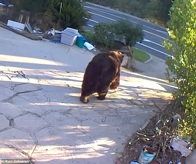 California Homeowner Finally Removes 550-Pound Bear After Month-Long Disruption