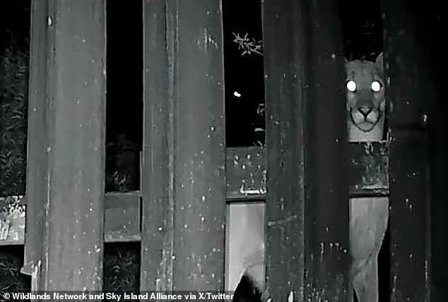 Doggy Doors Installed Along US-Mexico Border Wall Aimed at Facilitating Animal Migration, Sparking Controversy Among Conservationists