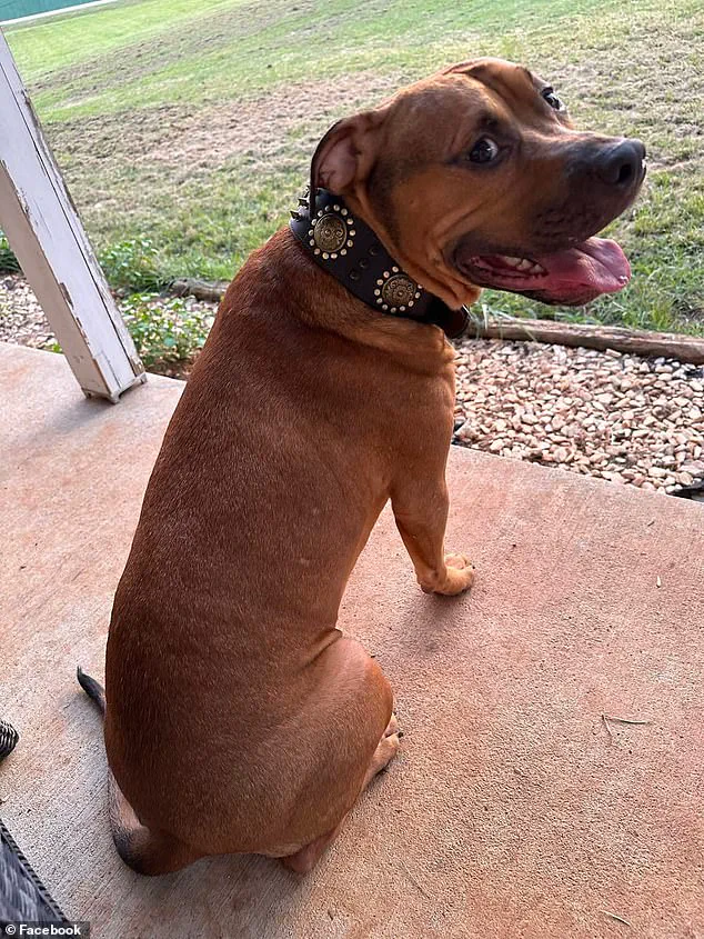 Healthcare Worker Survives Devastating Attack by Family Pit Bull, Faces Leg Amputation