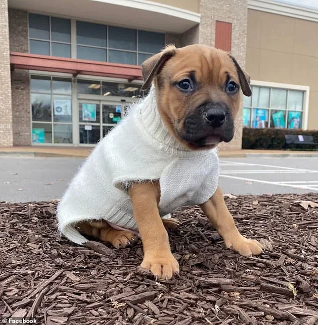 Healthcare Worker Survives Devastating Attack by Family Pit Bull, Faces Leg Amputation