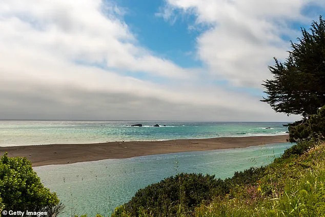 Shark Attack Sparks Debate on Coastal Safety Regulations