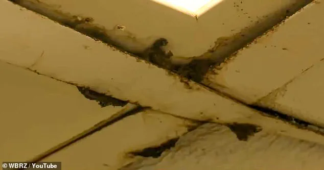 Urgent Health Concerns at Louisiana Wendy's: Employees Report Mold, Decay, and Unsafe Conditions Prompting Calls for Immediate Inspection