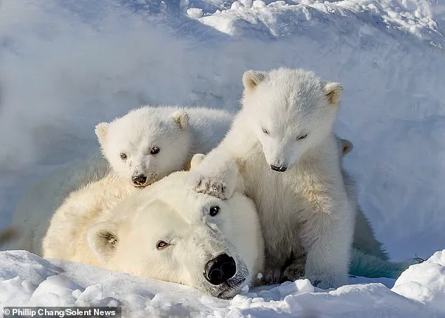 Urgent Update: Polar Bear Mother and Cubs in Peril in Churchill's Arctic Expanse