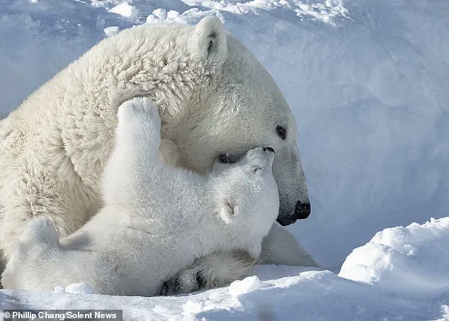 Urgent Update: Polar Bear Mother and Cubs in Peril in Churchill's Arctic Expanse