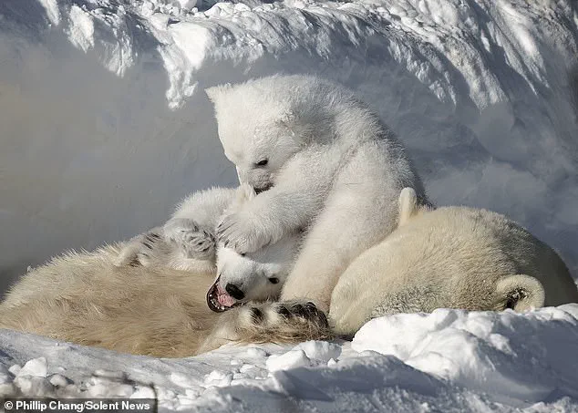 Urgent Update: Polar Bear Mother and Cubs in Peril in Churchill's Arctic Expanse