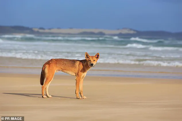Tragedy on K'gari: 19-Year-Old Canadian Woman Found by Hikers Surrounded by Dingo Pack Near Historic Shipwreck