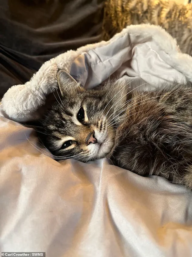 Amazon Delivery Driver Allegedly Steals Cat During Package Delivery in Elland, UK