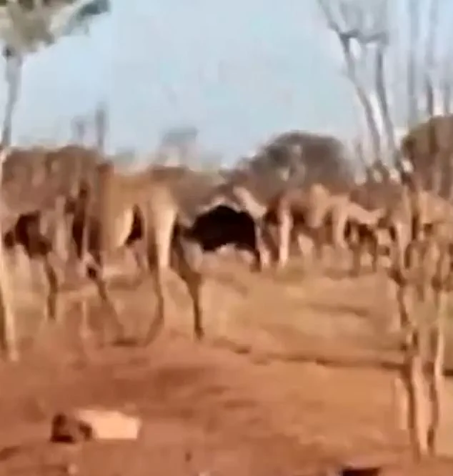Feral Camels Descend on Mount Liebig: 'A Symbol of Resilience and Chaos' in the Outback
