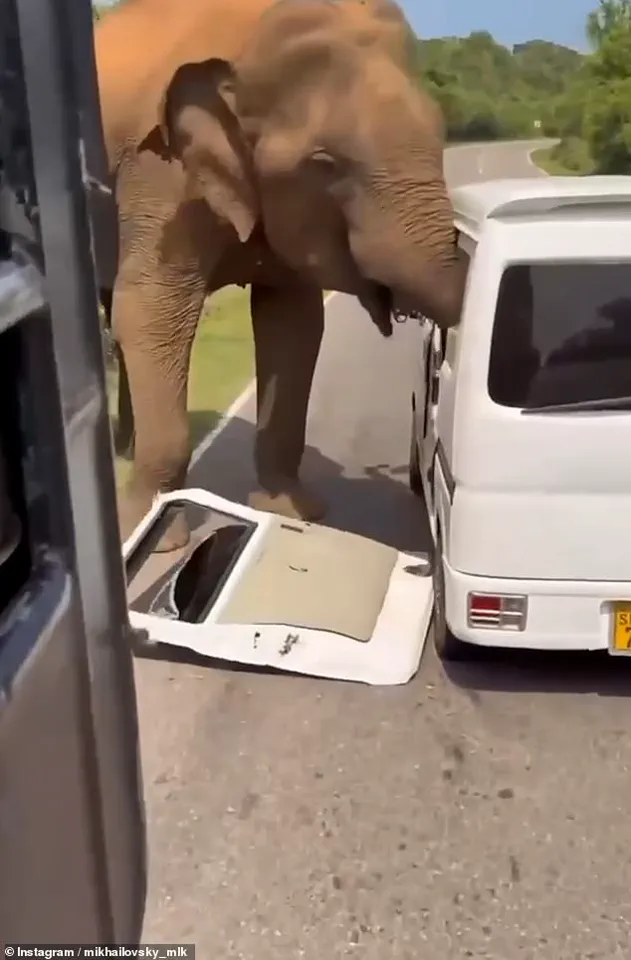 Three-Tonne Elephant Turns Safari into Life-or-Death Struggle for Terrified Tourists in Sri Lanka, as Act of Kindness Spirals into Nightmare