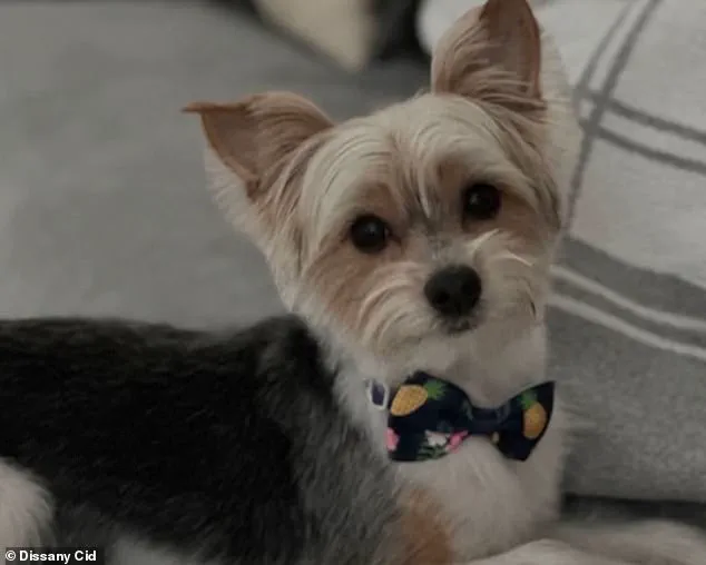 Breaking: Viral TikTok Trend Linked to Tragic Dog Death in Florida Neighborhood