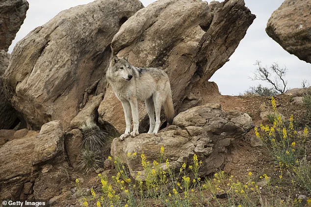 Utah Lethally Removes Three Gray Wolves in Delisted Zone, Sparking Conservation Debate