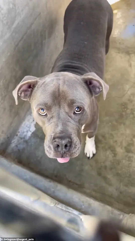 Los Angeles Resident Adopts Gray Pit Bull Valerio from South LA Shelter, Described as 'Sweet' by Shelter Staff