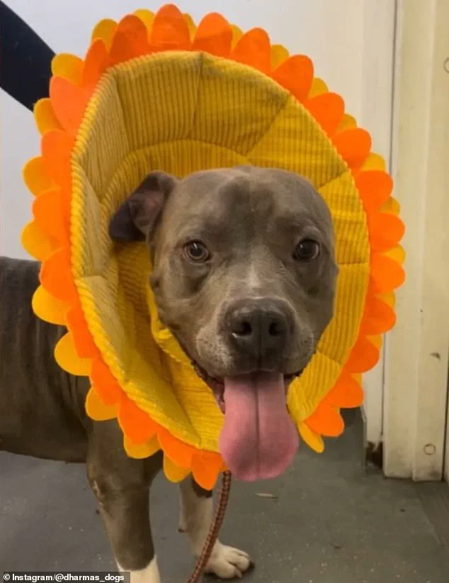 Los Angeles Resident Adopts Gray Pit Bull Valerio from South LA Shelter, Described as 'Sweet' by Shelter Staff