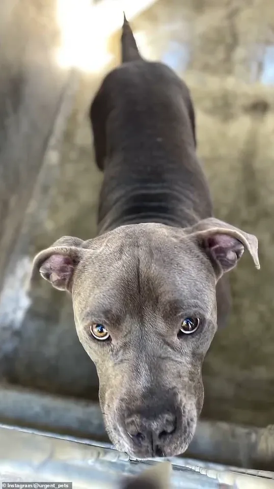 Los Angeles Resident Adopts Gray Pit Bull Valerio from South LA Shelter, Described as 'Sweet' by Shelter Staff