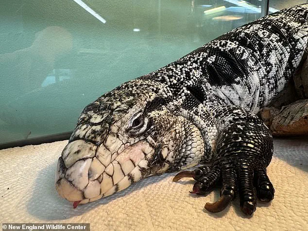 Rhode Island Man Discovers Buried Tegu Lizard During Winter Storm