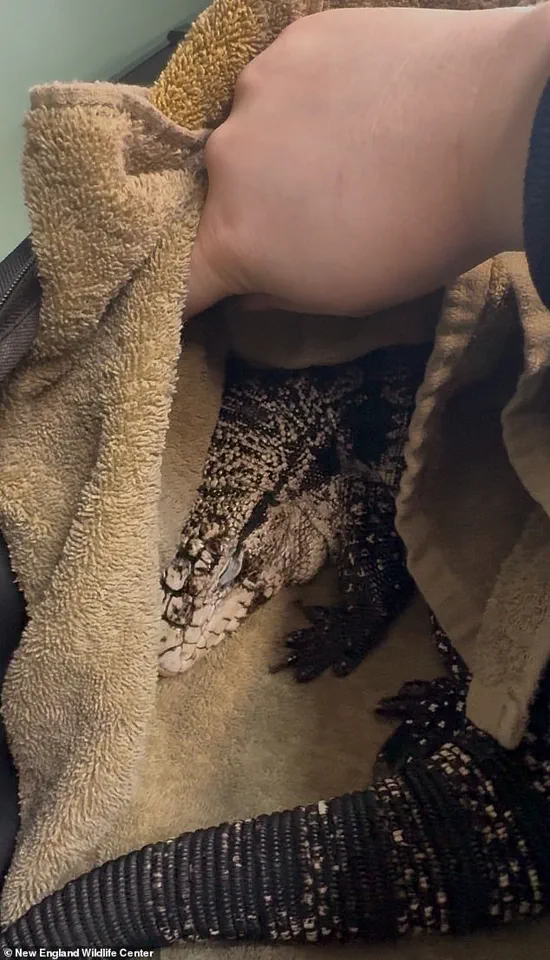 Rhode Island Man Discovers Buried Tegu Lizard During Winter Storm