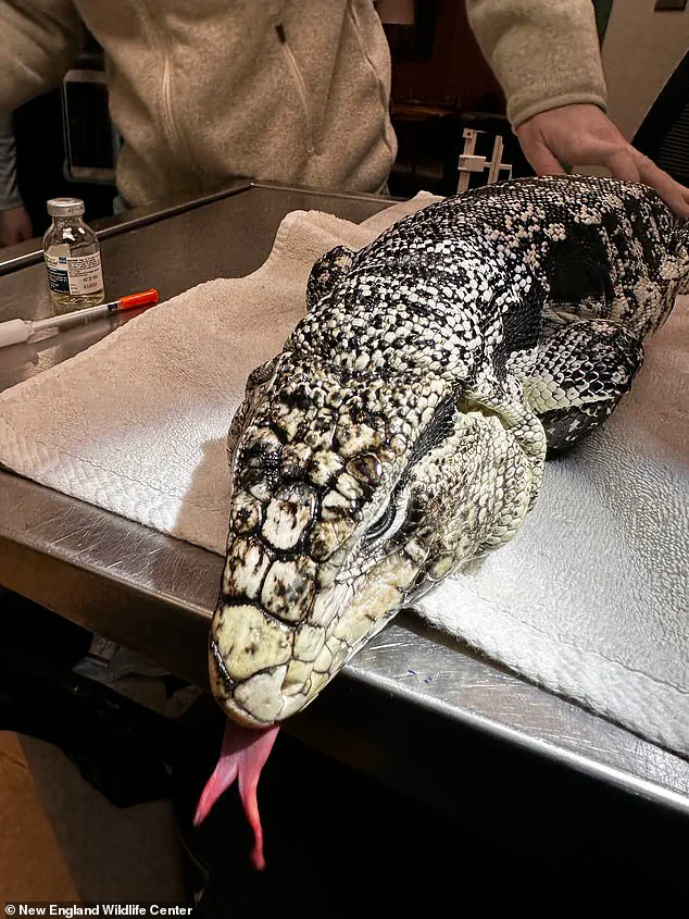 Rhode Island Man Discovers Buried Tegu Lizard During Winter Storm