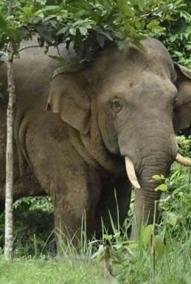Thai Tourist Killed in Brutal Encounter with Rogue Elephant at Khao Yai National Park: Third Fatality Linked to the Animal