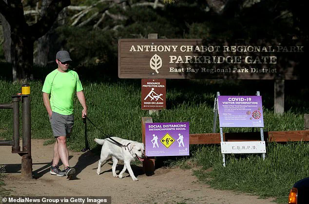 California Death Cap Poisoning Surge: Four Dead, 40 Hospitalized as Foraging Risks Rise