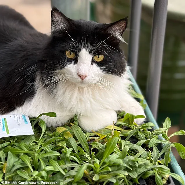 Feline Hero Sylvester's Viral Rat-Catching Feat Captivates Millions from Texas Garden Center