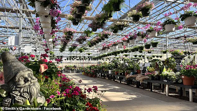 Feline Hero Sylvester's Viral Rat-Catching Feat Captivates Millions from Texas Garden Center