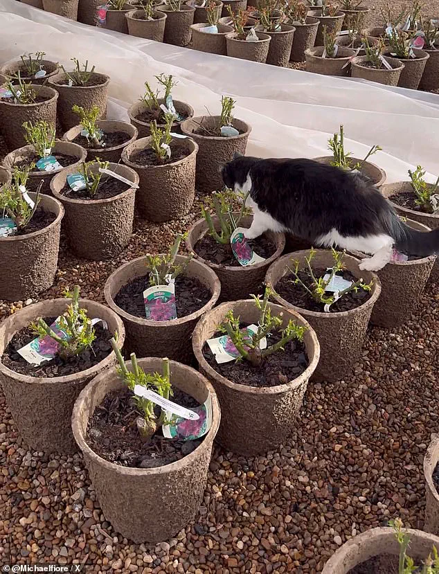 Feline Hero Sylvester's Viral Rat-Catching Feat Captivates Millions from Texas Garden Center