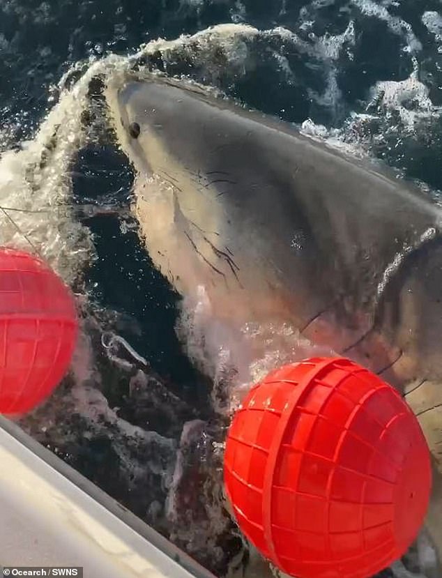 Colossal 1,700-Pound Great White Shark 'Contender' Spotted Near Cape Fear in Rare Sighting