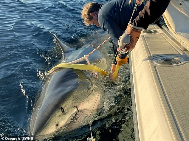 Colossal 1,700-Pound Great White Shark 'Contender' Spotted Near Cape Fear in Rare Sighting