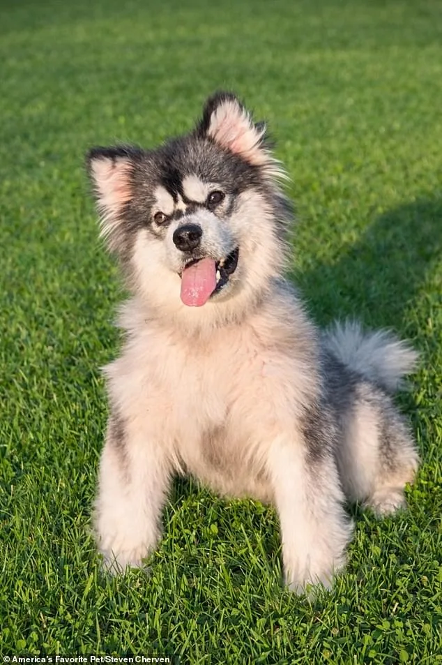 Kronk's Journey: From Chinese Meat Trade to Loving Home – A Miracle of Survival