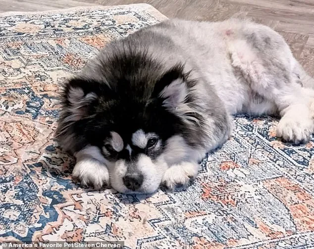 Kronk's Journey: From Chinese Meat Trade to Loving Home – A Miracle of Survival