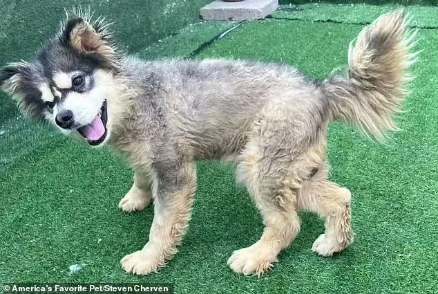 Kronk's Journey: From Chinese Meat Trade to Loving Home – A Miracle of Survival