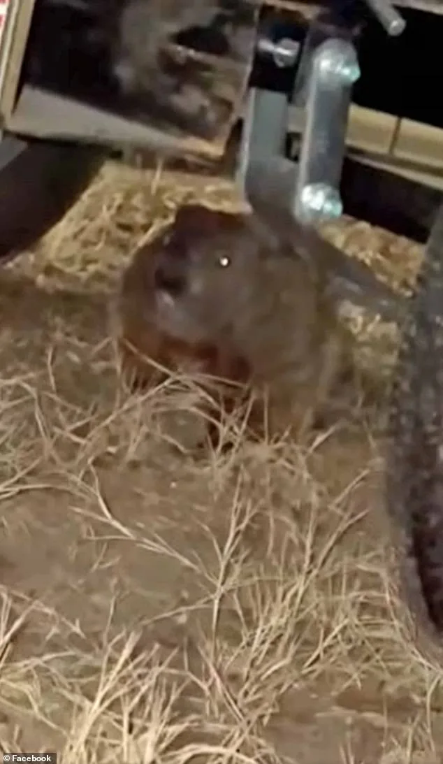 Groundhog Causes Thousands in Damage to Arkansas Student's Truck, Insurance Claims Complicate Repairs