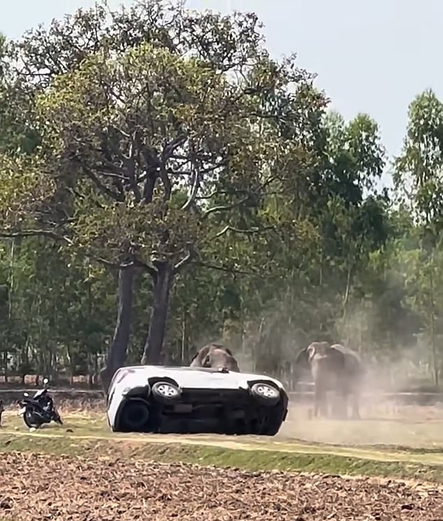 Elephant Phlai Petch Uthai's Violent Frenzy After Mating Interruption Injures Caretaker in Buriram, Thailand