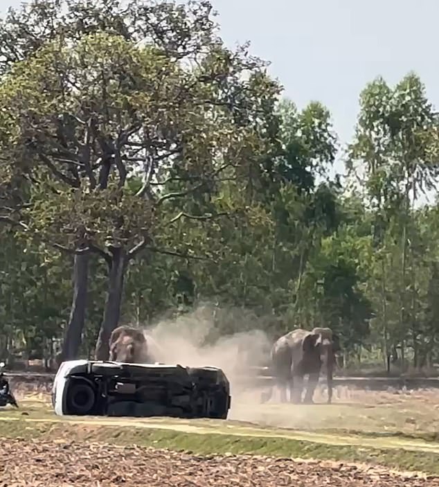 Elephant Phlai Petch Uthai's Violent Frenzy After Mating Interruption Injures Caretaker in Buriram, Thailand